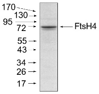FtsH4 | ATP-dependent zinc metalloprotease FtsH4 (mitochondrial) in the group Antibodies Plant/Algal / Mitochondria | Respiration at Agrisera AB (Antibodies for research) (AS07 205)